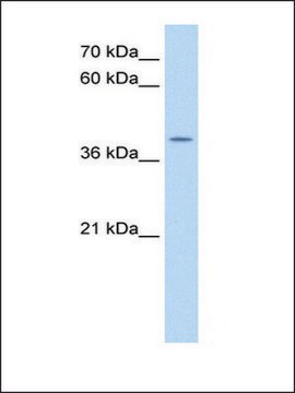 Anti-APOBEC3B antibody produced in rabbit affinity isolated antibody