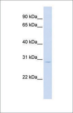 Anti-LIF antibody produced in rabbit affinity isolated antibody