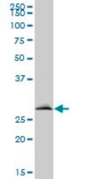 Anti-VAPB antibody produced in mouse purified immunoglobulin, buffered aqueous solution