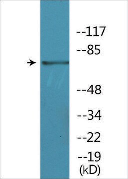 Anti-phospho-BTK (pTyr551) antibody produced in rabbit affinity isolated antibody