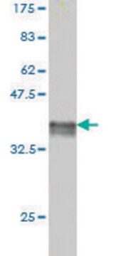 Monoclonal Anti-FADD antibody produced in mouse clone 3A12, purified immunoglobulin, buffered aqueous solution