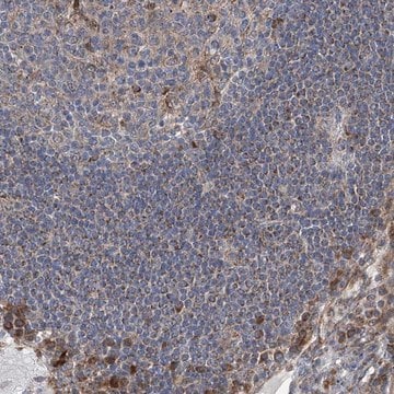 Anti-GPR132 antibody produced in rabbit Prestige Antibodies&#174; Powered by Atlas Antibodies, affinity isolated antibody, buffered aqueous glycerol solution, ab1