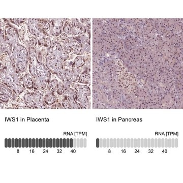 Anti-IWS1 antibody produced in rabbit Prestige Antibodies&#174; Powered by Atlas Antibodies, affinity isolated antibody, buffered aqueous glycerol solution