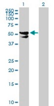 Anti-PDP2 antibody produced in mouse purified immunoglobulin, buffered aqueous solution