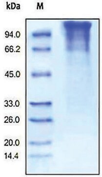 LDLR human recombinant, expressed in HEK 293 cells, &#8805;90% (SDS-PAGE)