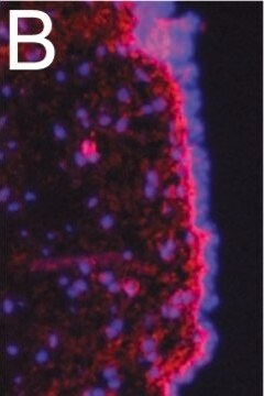 Anticorpo anti-fibronectina Chemicon&#174;, from rabbit