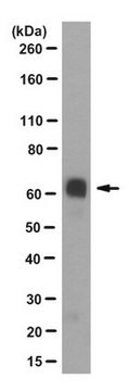 Anti-IA-2, clone 76F Antibody clone 76F, from mouse