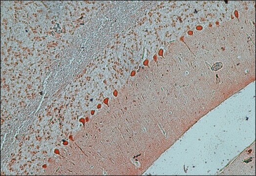 Anti-Msi-1 (N-terminal) antibody produced in rabbit ~1.0&#160;mg/mL, affinity isolated antibody