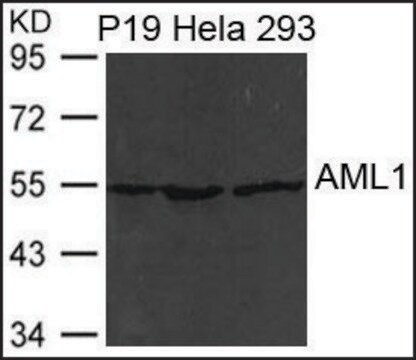 抗RUNX1抗体 ウサギ宿主抗体 affinity isolated antibody