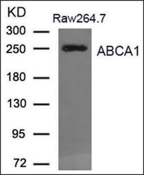 Anty-ABCA1 affinity isolated antibody