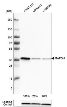 Monoclonal Anti-GAPDH antibody produced in mouse Prestige Antibodies&#174; Powered by Atlas Antibodies, clone CL3266, purified immunoglobulin, buffered aqueous glycerol solution