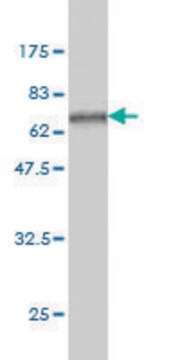 ANTI-SERPINA6 antibody produced in mouse clone 3C12, purified immunoglobulin, buffered aqueous solution