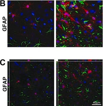 Anticorpo anti-proteina fibrillare acida della glia, clone GA5 ascites fluid, clone GA5, Chemicon&#174;