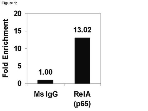 ChIPAb+ NFκB p65 (RelA) - przeciwciało z walidacją ChIP i zestaw primerów from mouse