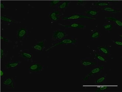 Monoclonal Anti-TCF2 antibody produced in mouse clone 3H4, purified immunoglobulin, buffered aqueous solution