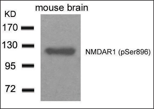 Anti-phospho-GRIN1 (pSer896) antibody produced in rabbit affinity isolated antibody