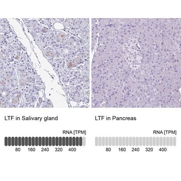 Anti-LTF antibody produced in rabbit Prestige Antibodies&#174; Powered by Atlas Antibodies, affinity isolated antibody, buffered aqueous glycerol solution