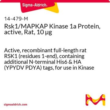 Rsk1/MAPKAP Kinase 1a Protein, active, Rat, 10 &#181;g Active, recombinant full-length rat RSK1 (residues 1-end), containing additional N-terminal His6 &amp; HA (YPYDV PDYA) tags, for use in Kinase Assays.