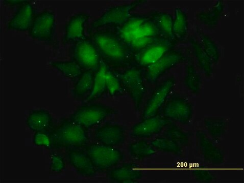 Monoclonal Anti-KNTC1 antibody produced in mouse clone 10H4, purified immunoglobulin, buffered aqueous solution