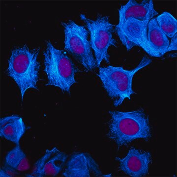 Anti-Mouse IgG (H+L), highly cross-adsorbed (min X Rat), CF&#8482;405M antibody produced in goat ~2&#160;mg/mL, affinity isolated antibody, buffered aqueous solution