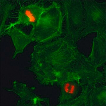 Anti-Phospho-Histone H3 (pSer10) antibody, Rabbit monoclonal recombinant, expressed in HEK 293 cells, clone RM163, purified immunoglobulin