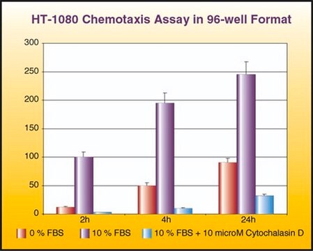 QCM Chemotaxis-Zellmigrationsassay, 96-Well (8&nbsp;&#181;m), fluorimetrisch The QCM 8 uM 96-well Migration Assay utilizes a 8 um pore size, which is appropriate for leukocyte migration.