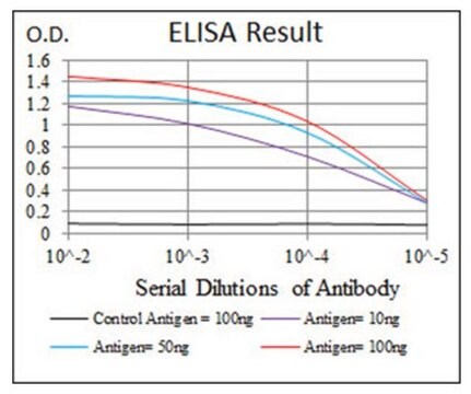 Anti-PPM1A, clone 7F12 Antibody clone 7F12, from mouse