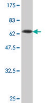 Monoclonal Anti-SERPINI1, (C-terminal) antibody produced in mouse clone 1E10, purified immunoglobulin, buffered aqueous solution