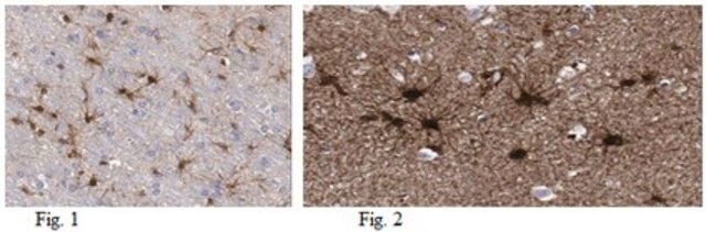 Anticorpo anti-Aldh1L1, clone N103/39 clone N103/39, from mouse