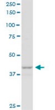 Anti-P2RY1 antibody produced in mouse purified immunoglobulin, buffered aqueous solution