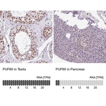 Anti-PUF60 antibody produced in rabbit Prestige Antibodies&#174; Powered by Atlas Antibodies, affinity isolated antibody, buffered aqueous glycerol solution