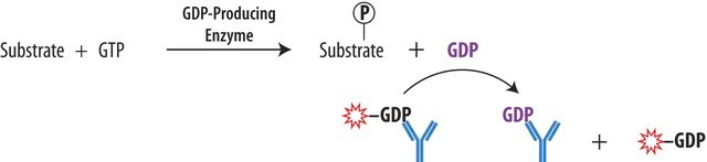 10629 Test GDP FP