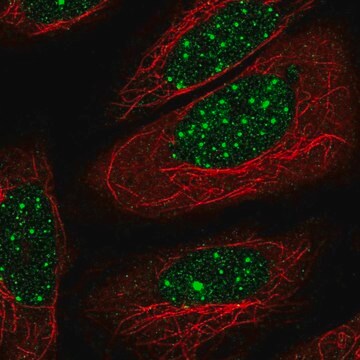 Anti-THRB antibody produced in rabbit Prestige Antibodies&#174; Powered by Atlas Antibodies, affinity isolated antibody