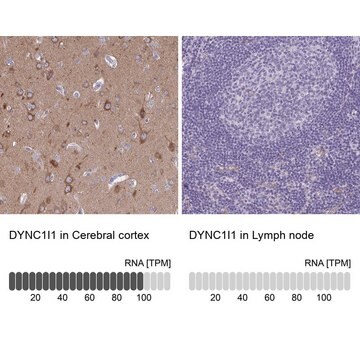 Anti-DYNC1I1 antibody produced in rabbit Prestige Antibodies&#174; Powered by Atlas Antibodies, affinity isolated antibody, buffered aqueous glycerol solution