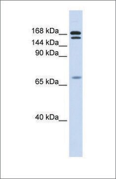 Anti-CUX2 affinity isolated antibody