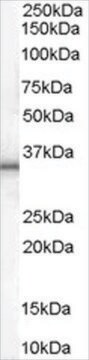 抗UCP1抗体 ヤギ宿主抗体 affinity isolated antibody, buffered aqueous solution