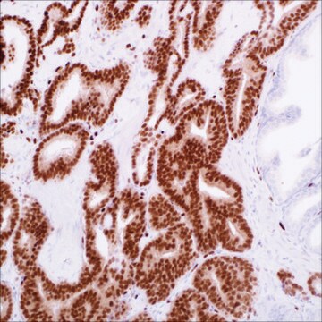 ERG (EP111) Rabbit Monoclonal Primary Antibody