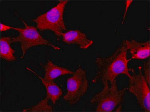 抗GLUT4 (C-末端) ウサギ宿主抗体 ~1.5&#160;mg/mL, affinity isolated antibody, buffered aqueous solution