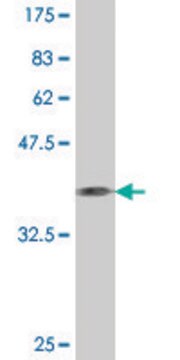 Monoclonal Anti-C1QR1 antibody produced in mouse clone 1A4, purified immunoglobulin, buffered aqueous solution