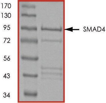 SMAD4、GSTタグ融合 ヒト recombinant, expressed in E. coli, &#8805;70% (SDS-PAGE), buffered aqueous glycerol solution