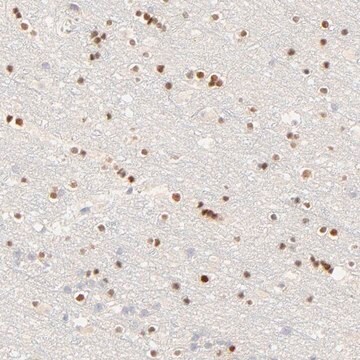 Anti-NKX2-2 antibody produced in rabbit Prestige Antibodies&#174; Powered by Atlas Antibodies, affinity isolated antibody, buffered aqueous glycerol solution