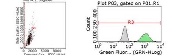 Anti-p62 (Sequestosome-1) Antibody, clone 11C9.2 Antibody, Alexa Fluor&#8482; 488 Conjugate from mouse, ALEXA FLUOR&#8482; 488