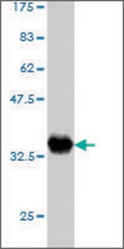 Monoclonal Anti-ZNF263 antibody produced in mouse clone 6G7, purified immunoglobulin, buffered aqueous solution