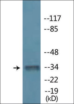 Anti-phospho-MYOD (pSer200) antibody produced in rabbit affinity isolated antibody