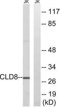 Anti-CLDN8 antibody produced in rabbit affinity isolated antibody