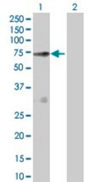 Anti-NOS1AP antibody produced in rabbit purified immunoglobulin, buffered aqueous solution