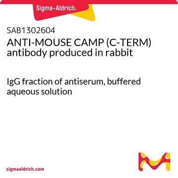 ANTI-MOUSE CAMP (C-TERM) antibody produced in rabbit IgG fraction of antiserum, buffered aqueous solution