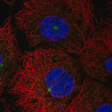 Anti-LATS2 antibody produced in rabbit Prestige Antibodies&#174; Powered by Atlas Antibodies, affinity isolated antibody