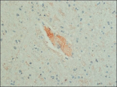 Monoclonal Anti-GABA antibody produced in mouse clone GB-69, ascites fluid