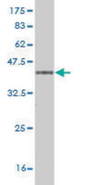 Monoclonal Anti-PCDH1 antibody produced in mouse clone 2E8, purified immunoglobulin, buffered aqueous solution